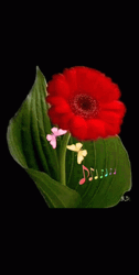 Jutro Dobro Flores GIF