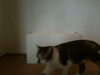 K Bye Cat Walks Away GIF