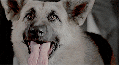 K9 Dog Barking Sound GIF