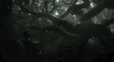 Kaa 2016 GIF
