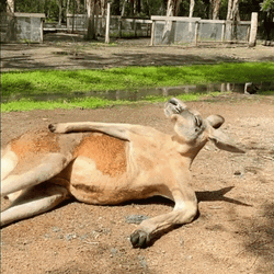 Kangaroo Bored Scratching