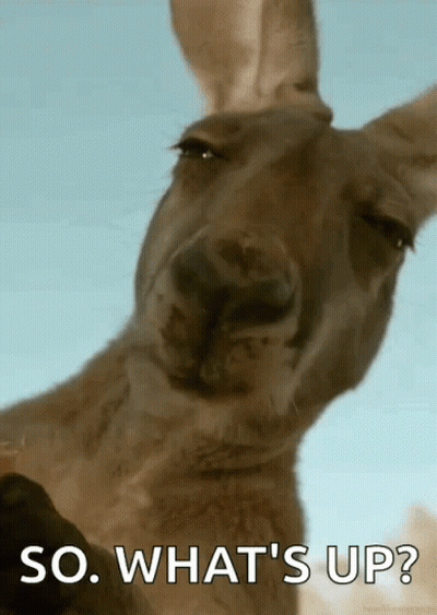 Kangaroo Face Saying So What's Up GIF