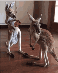 Kangaroo Funny Playing