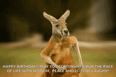 Kangaroo Happy Birthday Wishes GIF