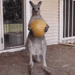 Kangaroo Hold Up Wait