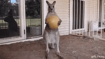 Kangaroo Holding Ball In Pouch GIF