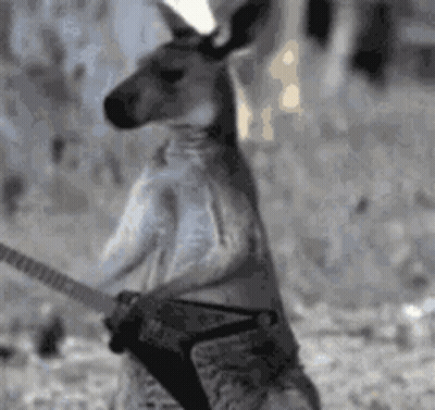 Kangaroo Holding Guitar In Pouch GIF