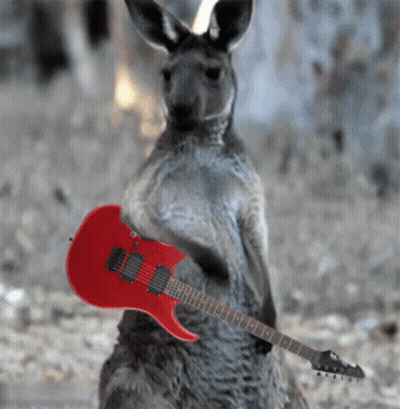 Kangaroo Holding Red Electric Guitar GIF