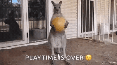 Kangaroo Holding Yellow Ball Playtime Is Over GIF