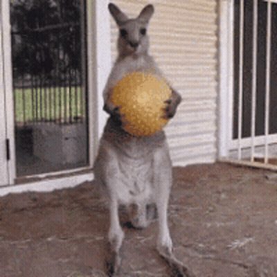 Kangaroo Holding Yellow Ball GIF