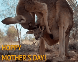 Kangaroo Hoppy Mothers Day