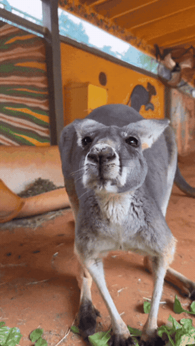 Kangaroo In Front Of Yellow Wall GIF
