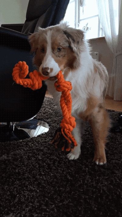 Kangaroo In Front Of Yellow Wall GIF
