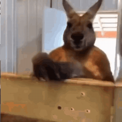 Kangaroo In Wooden Box Looking Out Window GIF