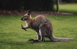 Kangaroo Joey Eating