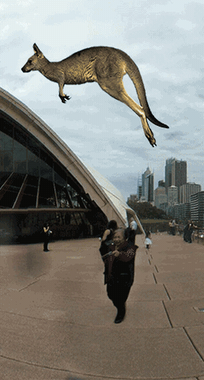 Kangaroo Jumping Above Man GIF