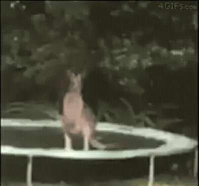 Kangaroo Jumping On Trampoline GIF