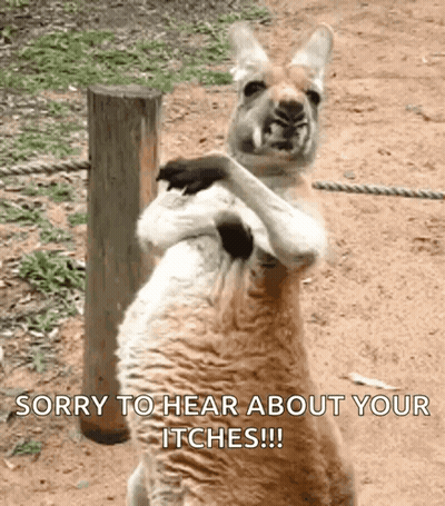 Kangaroo Laying Saying We Will Just Lay Around GIF