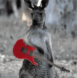 Kangaroo Playing Guitar