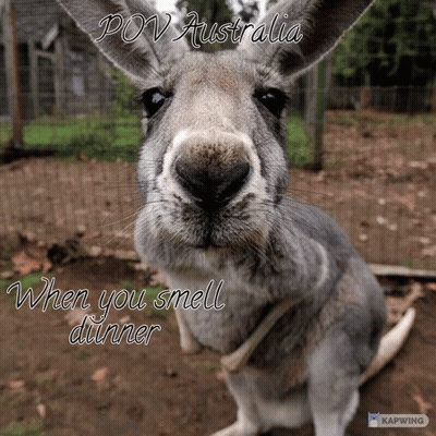 Kangaroo Pov Australia When You Smell Dinner GIF