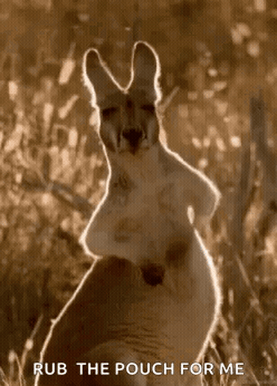 Kangaroo Rub The Pouch For Me GIF