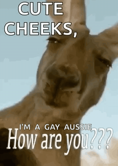 Kangaroo Saying Cute Cheeks I'm A Gay Aussie How Are You GIF