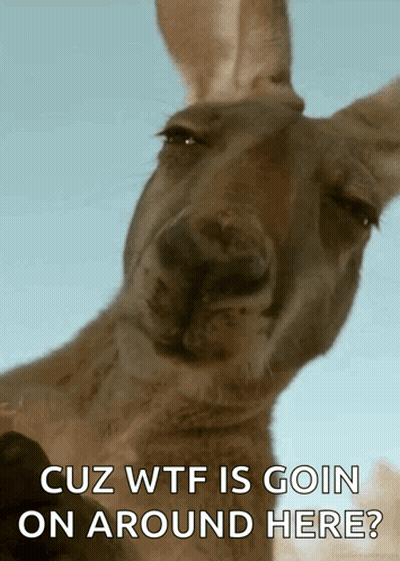 Kangaroo Saying Cuz WTF Is Goin On Around Here GIF