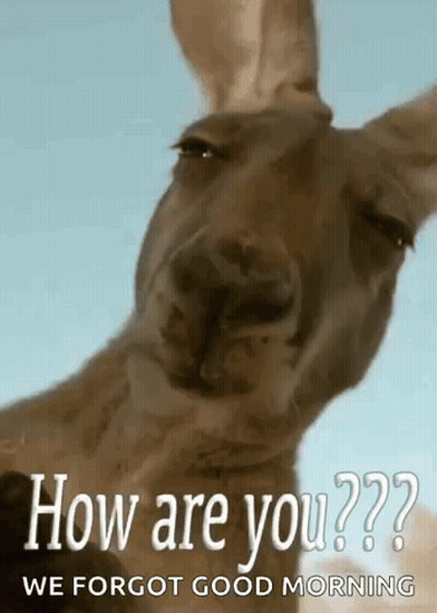 Kangaroo Saying How Are You We Forgot Good Morning GIF