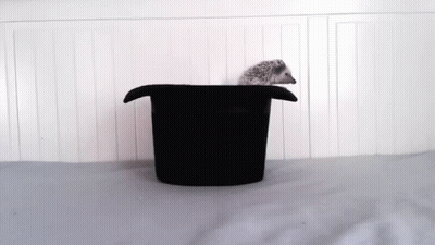 Kangaroo Saying Post This Wallaby GIF