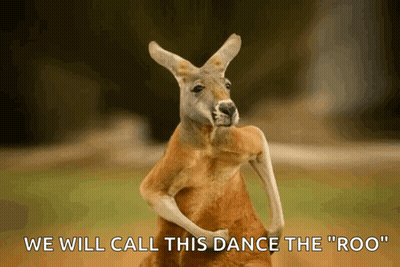 Kangaroo Saying We Will Call This Dance The Roo GIF