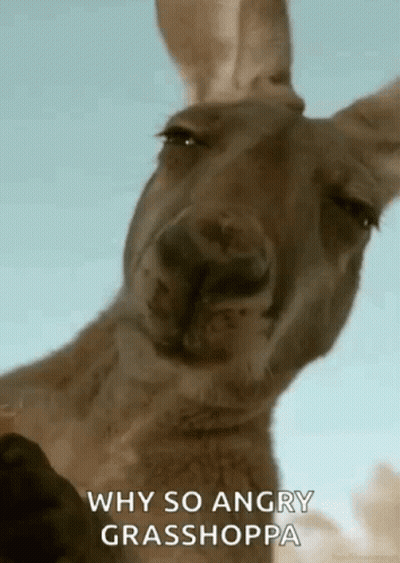 Kangaroo Says Why So Angry Grasshoppa GIF