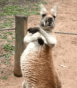 Kangaroo Scratch Itch GIF