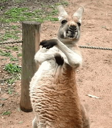 Kangaroo Scratching Itch