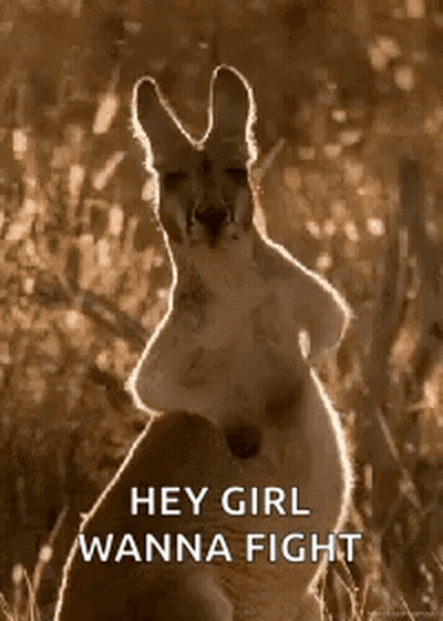 Kangaroo Standing In Grass Saying Hey Girl Wanna Fight GIF