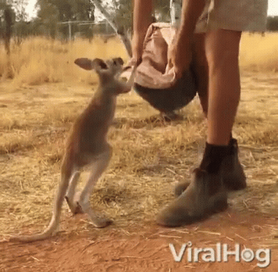 Kangaroo Standing Next To Man In Field Viralhog GIF