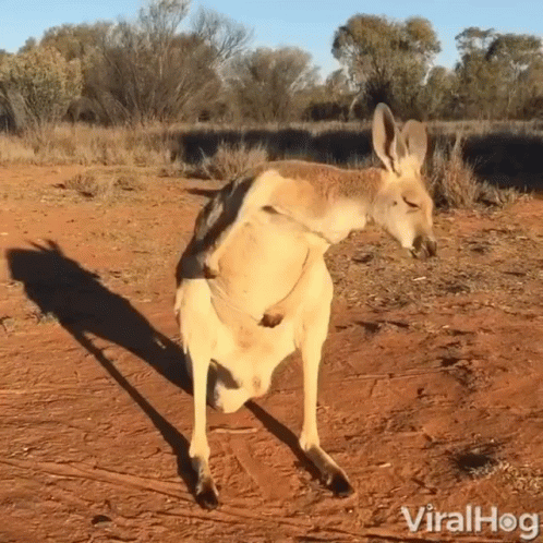 Kangaroo Standing on Dirt Road