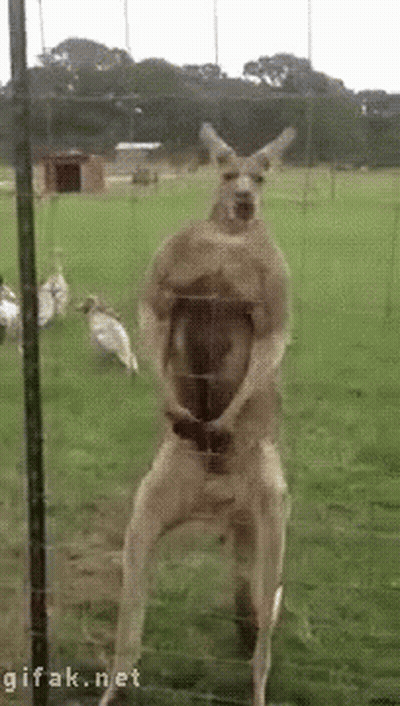 Kangaroo Standing On Hind Legs Behind Glass Fence GIF