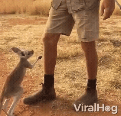 Kangaroo Standing On Hind Legs Next To Person's Leg GIF