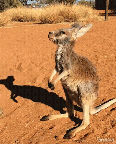 Kangaroo Standing On Hind Legs On Dirt Field GIF