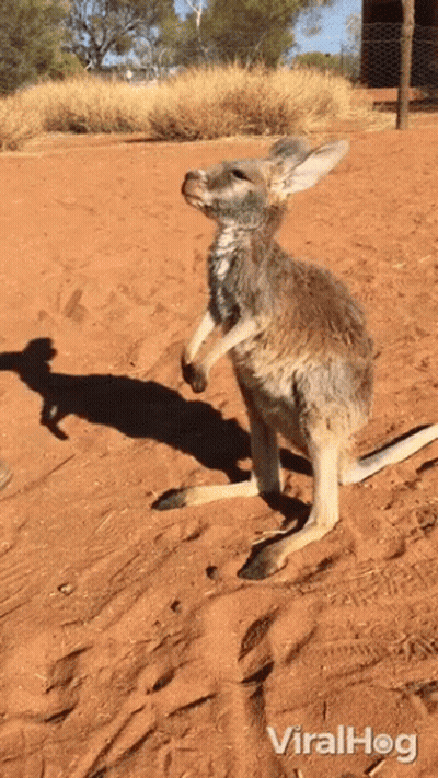 Kangaroo Standing On Hind Legs With Viralhog GIF