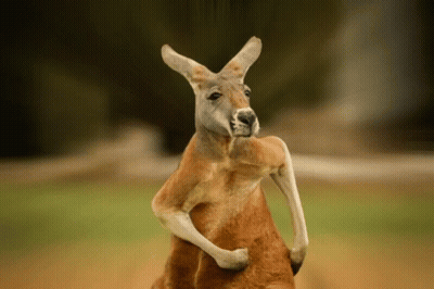Kangaroo Standing With Crossed Legs GIF