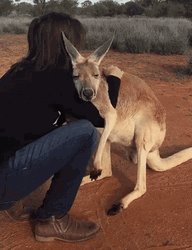 Kangaroo Sweet Hug