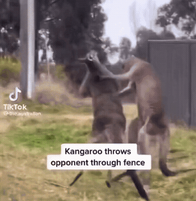 Kangaroo Throwing Opponent Through Fence GIF