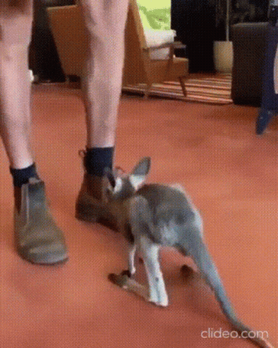 Kangaroo Walking Next To Person's Legs GIF
