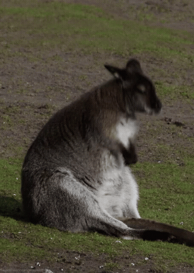 Kangaroo With Baby In Pouch Sitting GIF
