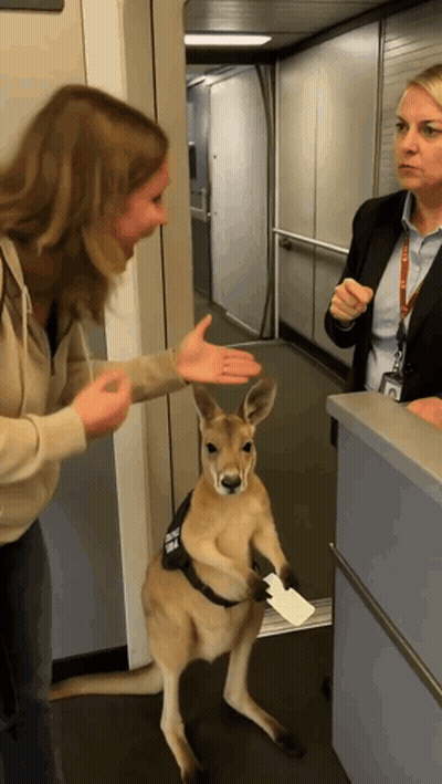 Kangaroo With Badge Saying A GIF