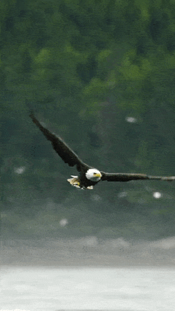 Kartal GIF