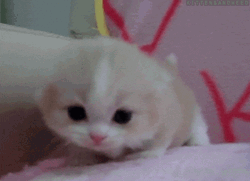 Kawaii Cat Little Meow GIF