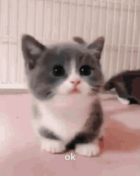 Kawaii Cat Meow Ok GIF