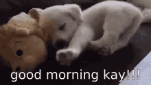 Kay Good Morning Dog GIF